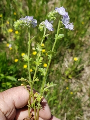 Phacelia hirsuta