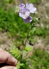 Phacelia hirsuta