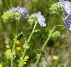 Phacelia hirsuta