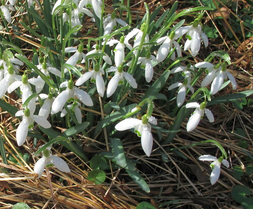 Common snowdrop