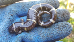 Ambystoma annulatum