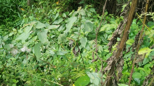 Takydromus sauteri