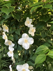 Philadelphus coronarius