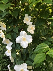 Philadelphus coronarius
