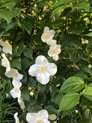 Philadelphus coronarius