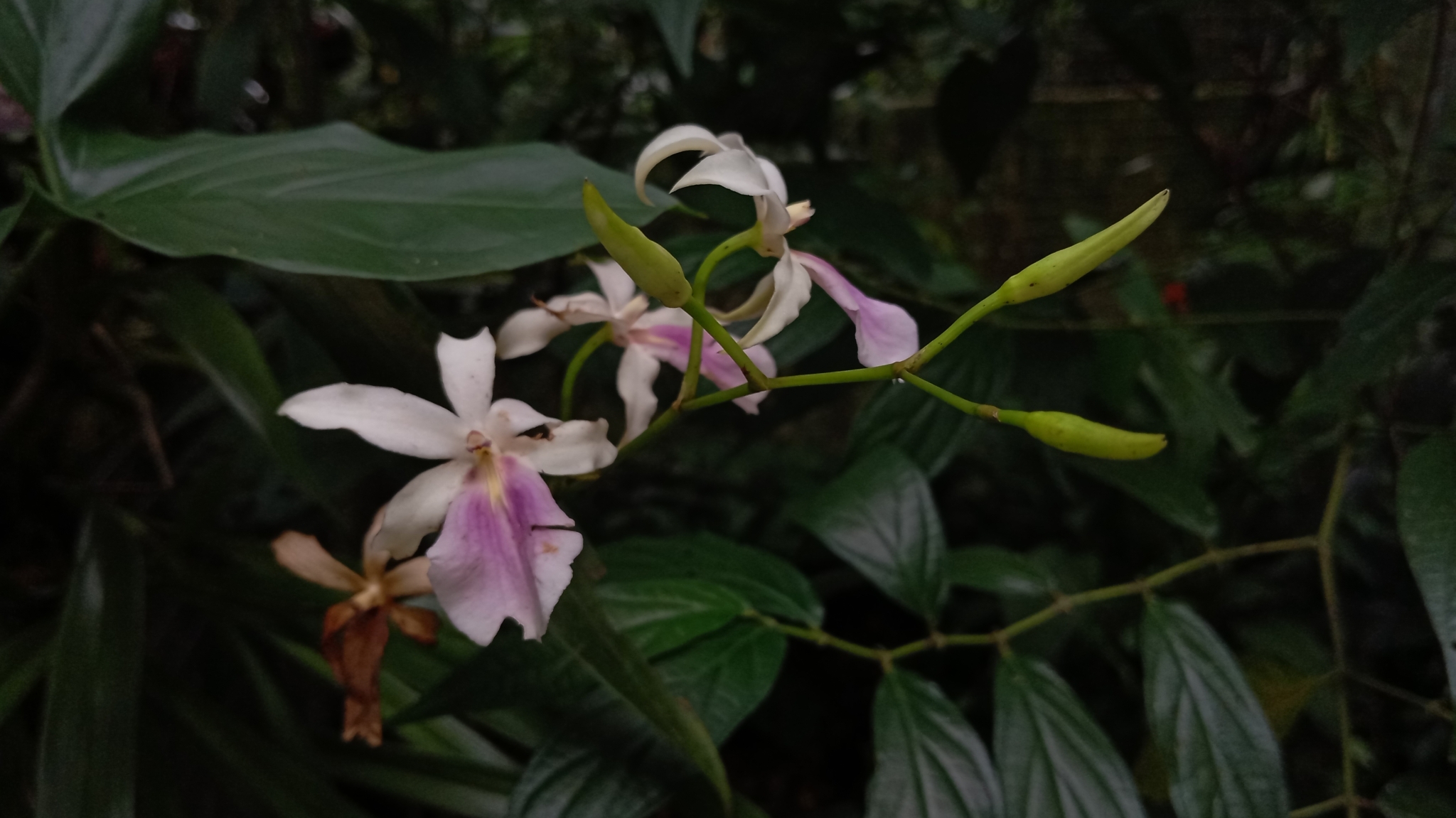 Imagem de Orquídea
