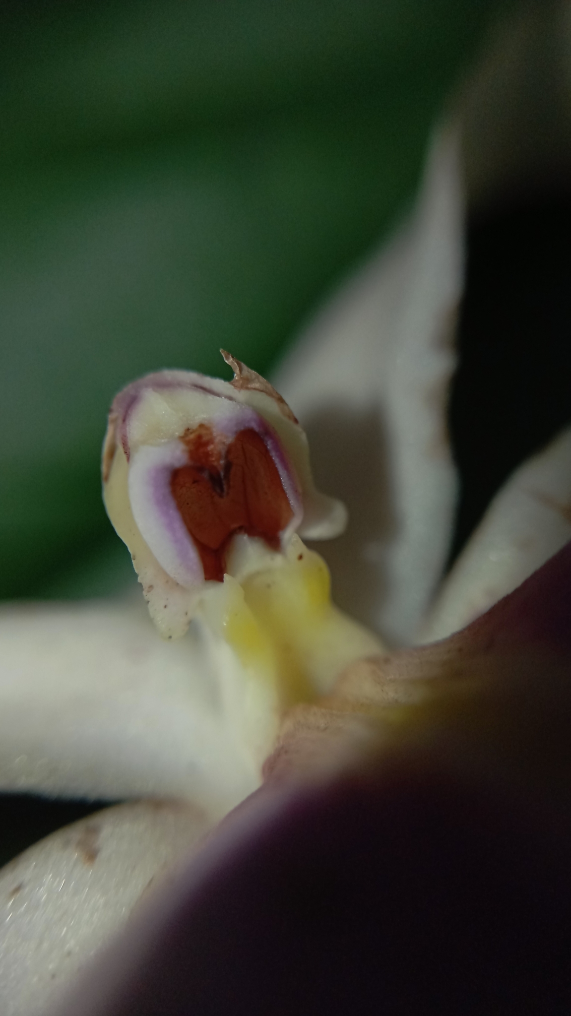 Imagem de Orquídea