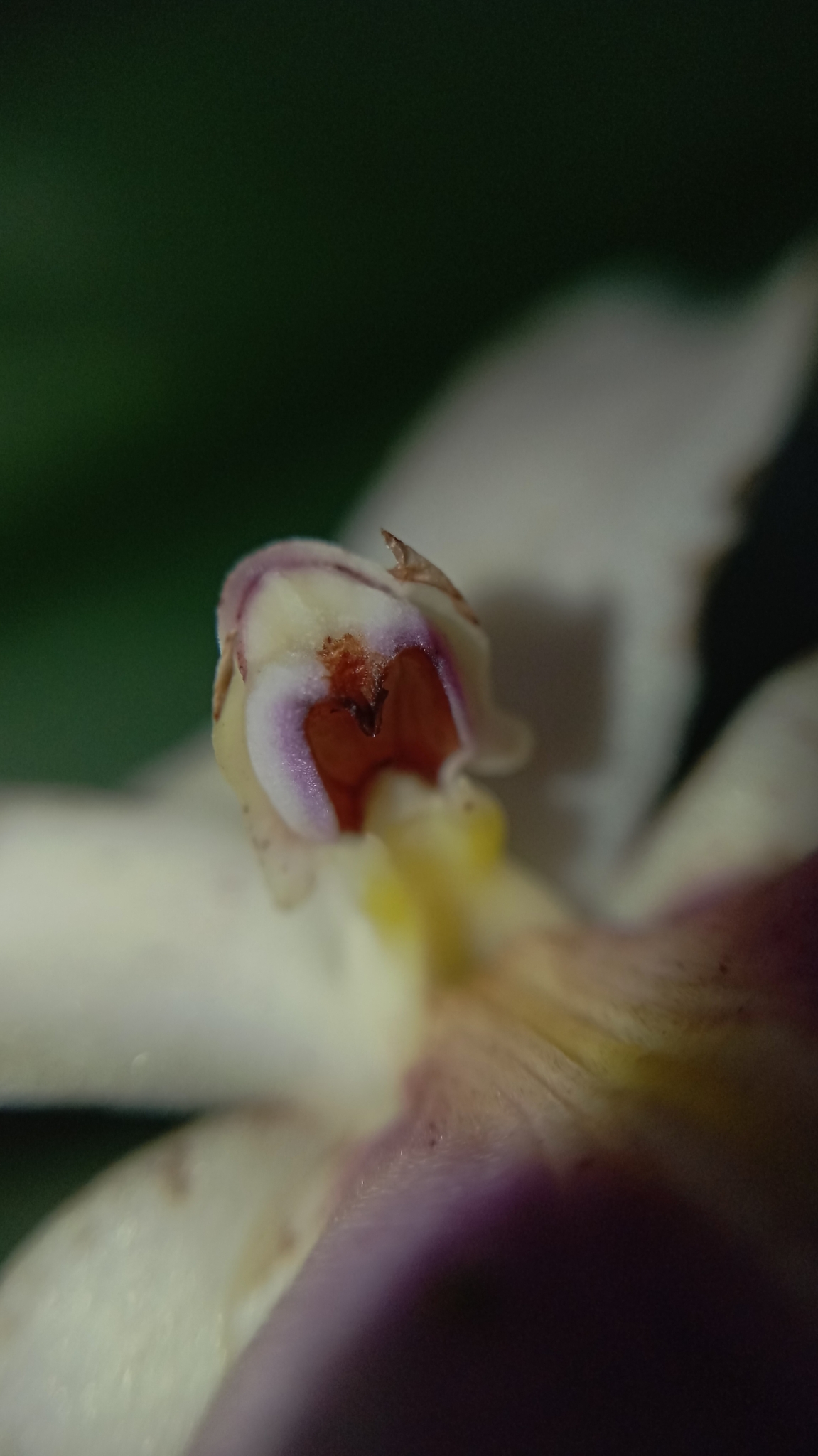 Imagem de Orquídea