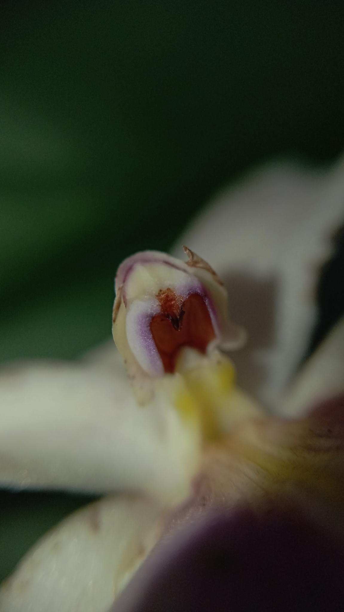 Imagem de Orquídea