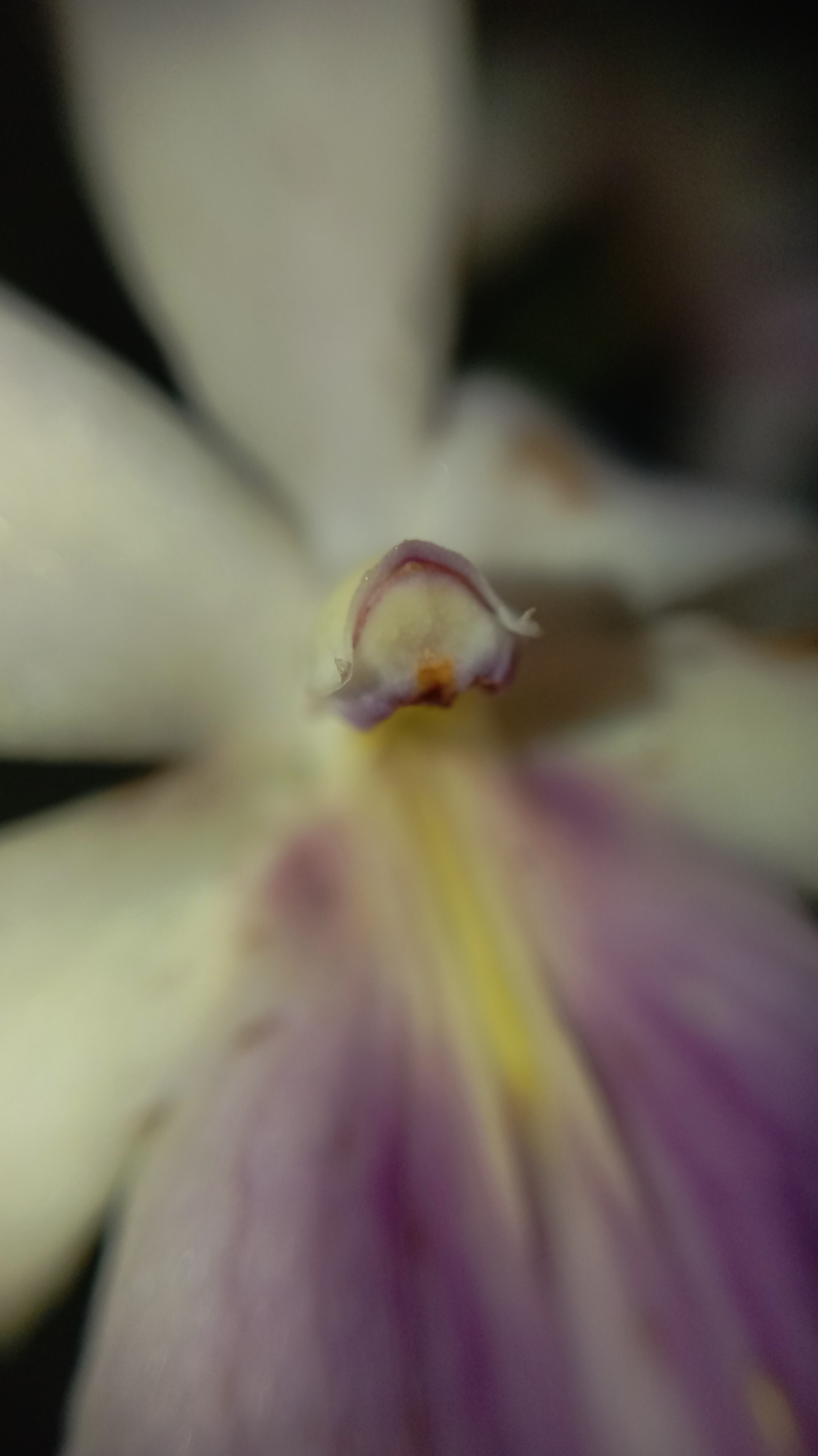 Imagem de Orquídea