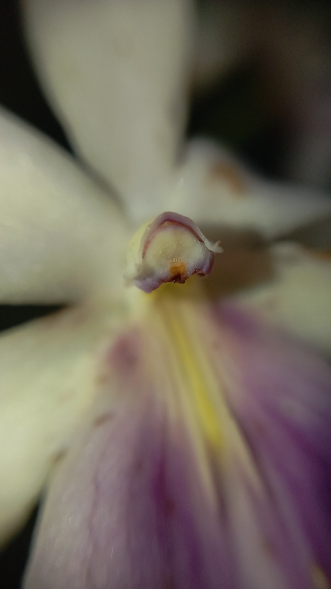 Imagem de Orquídea
