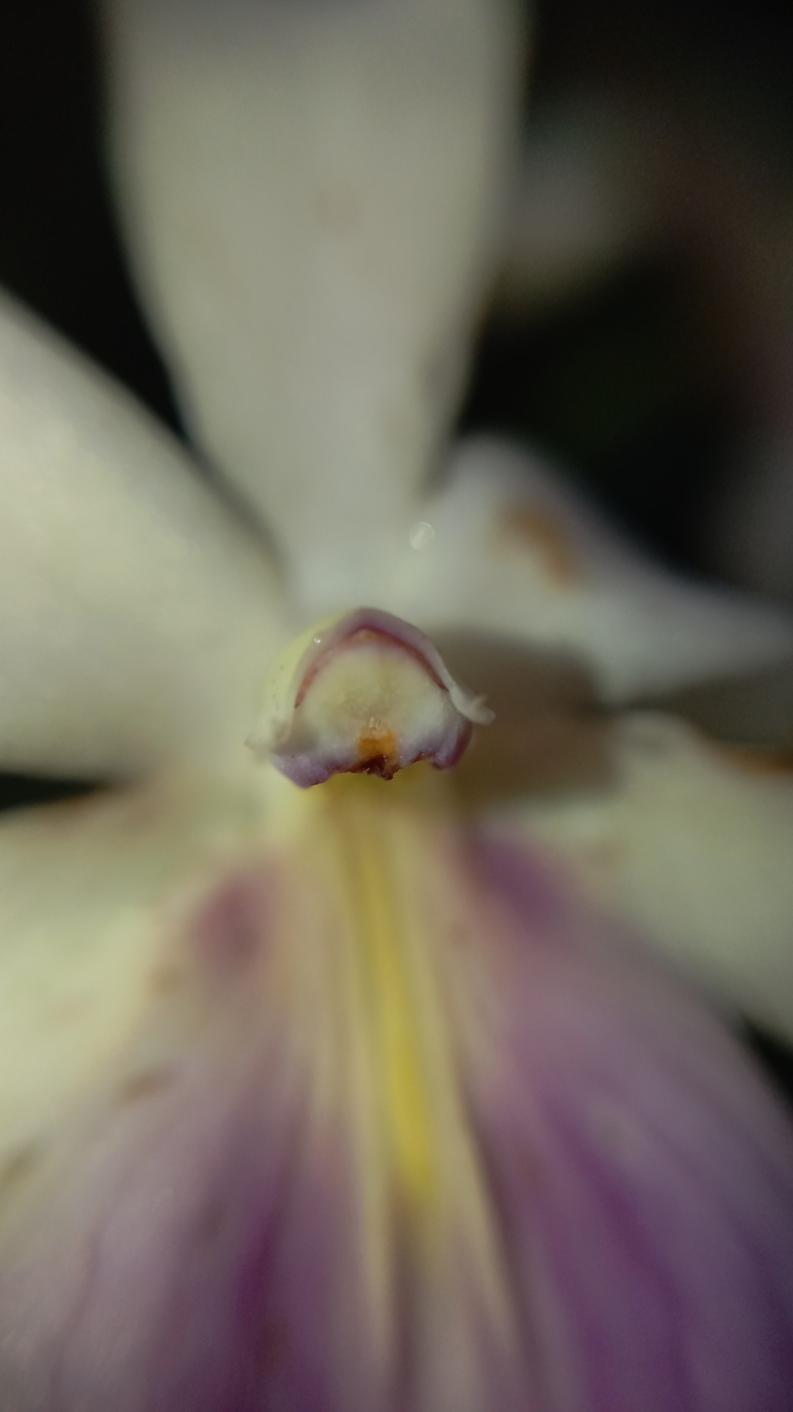 Imagem de Orquídea