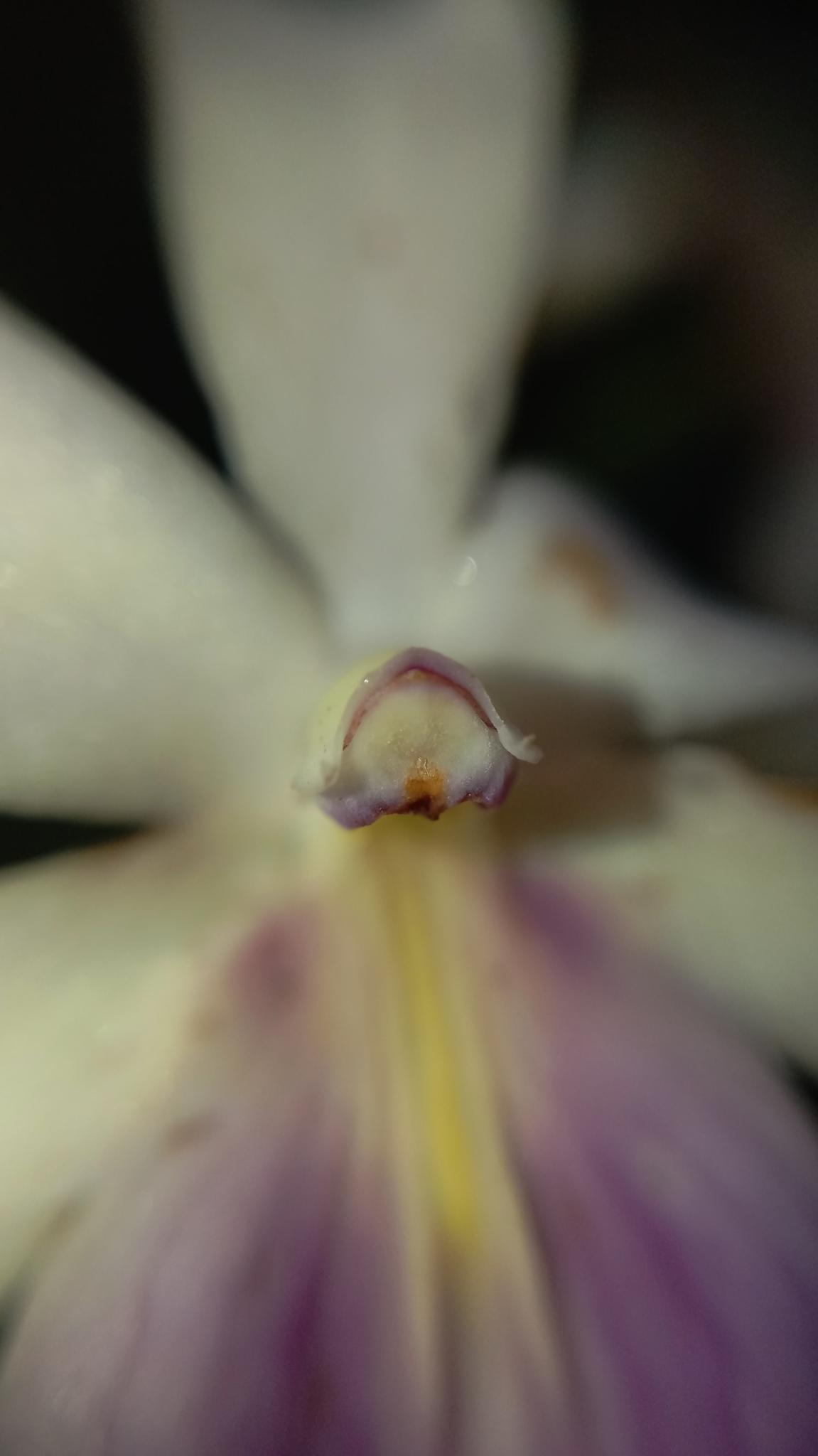 Imagem de Orquídea