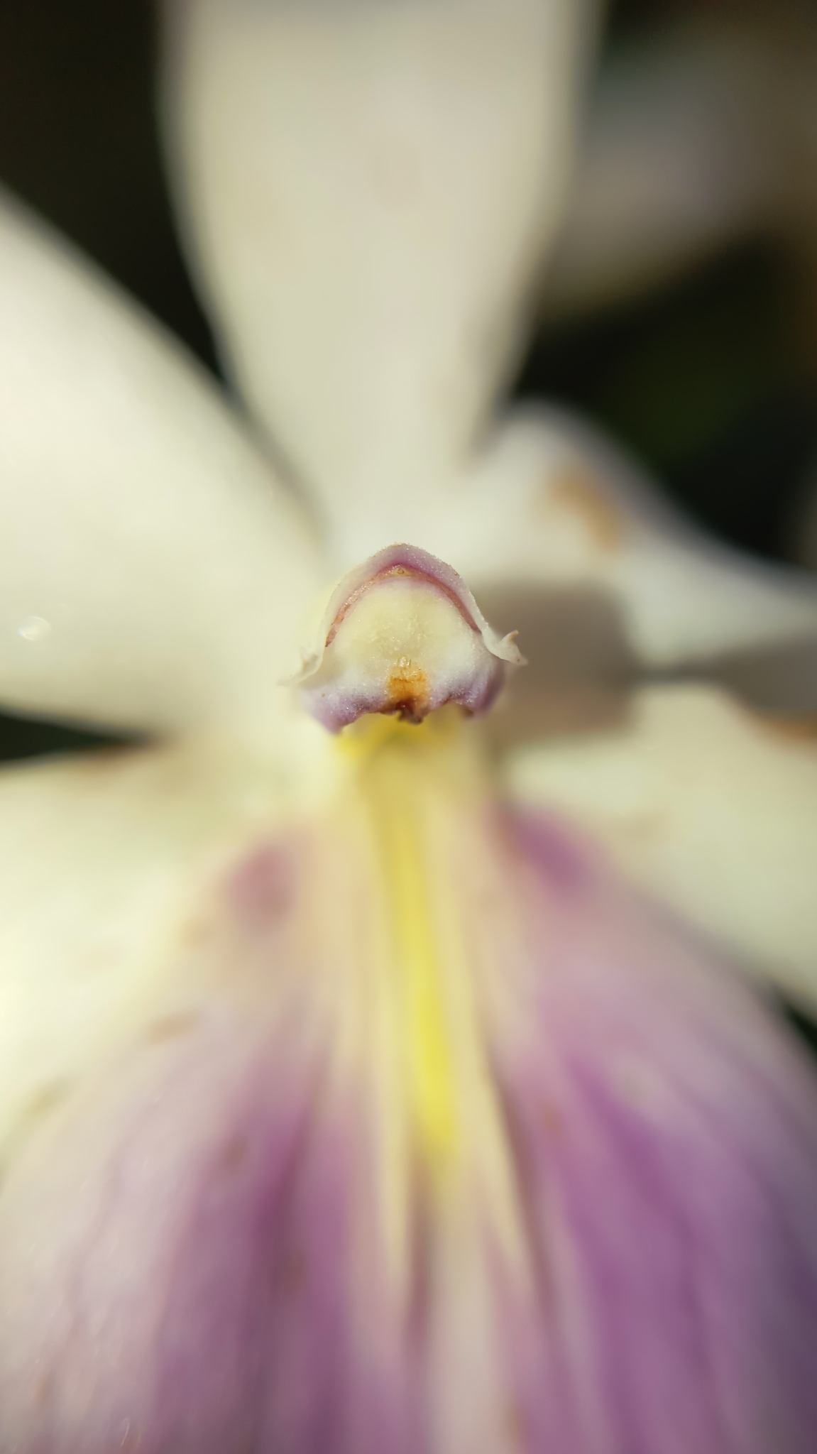Imagem de Orquídea