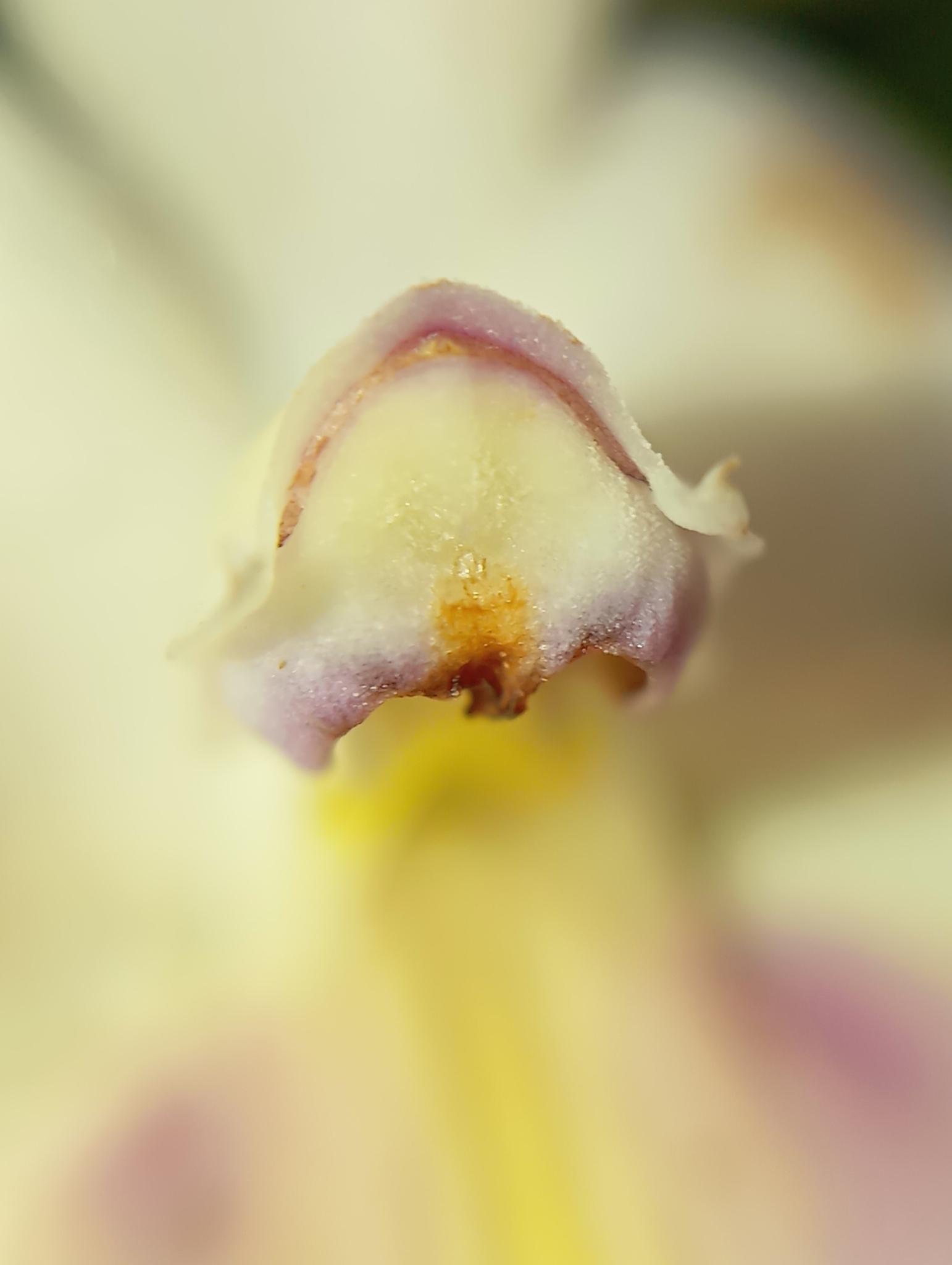 Imagem de Orquídea