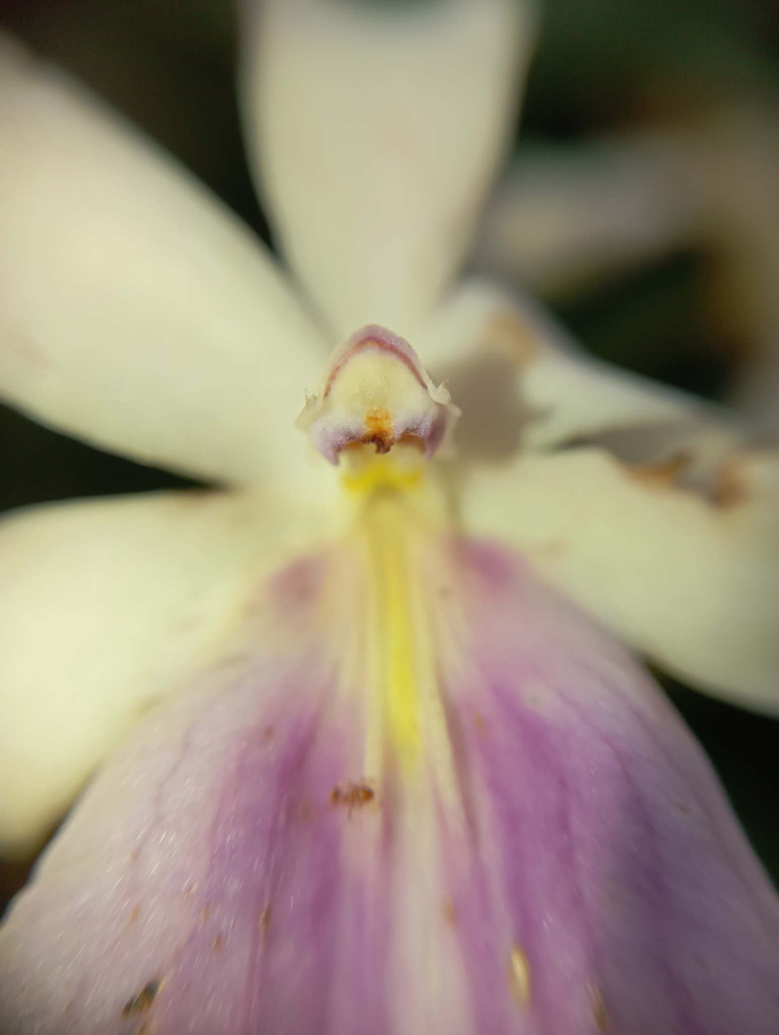 Imagem de Orquídea
