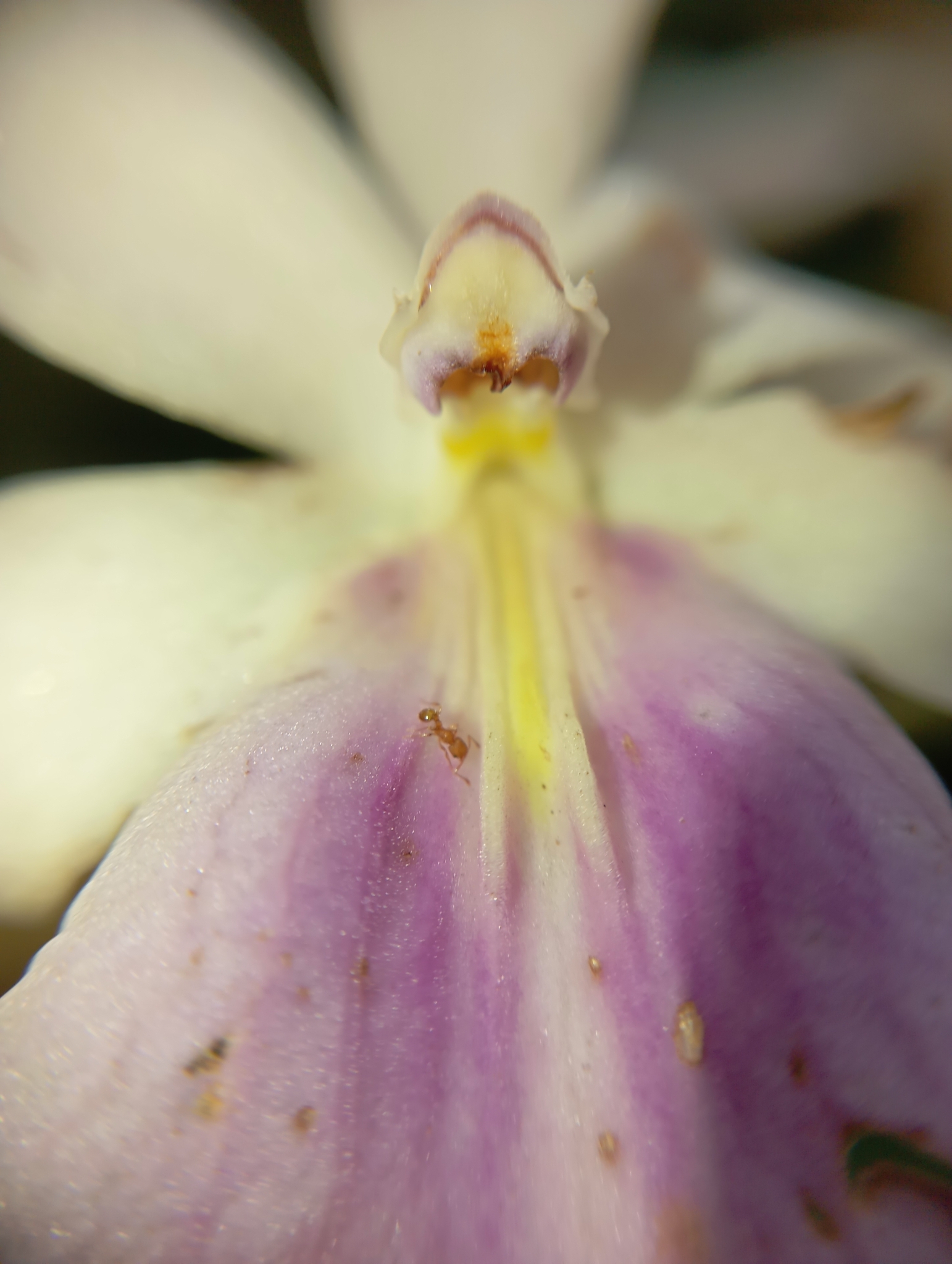 Imagem de Orquídea