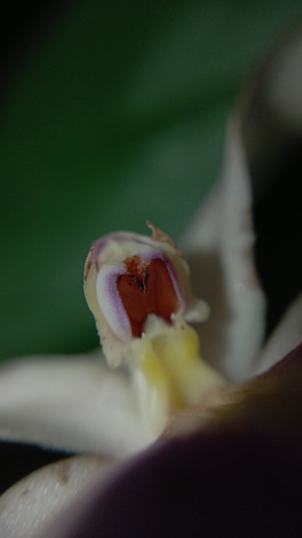 Imagem de Orquídea