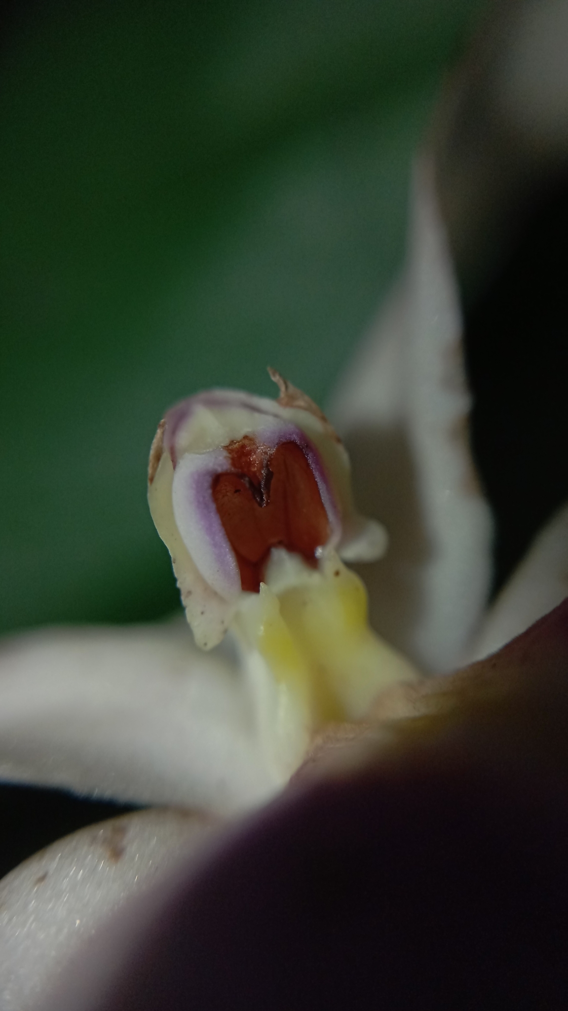 Imagem de Orquídea