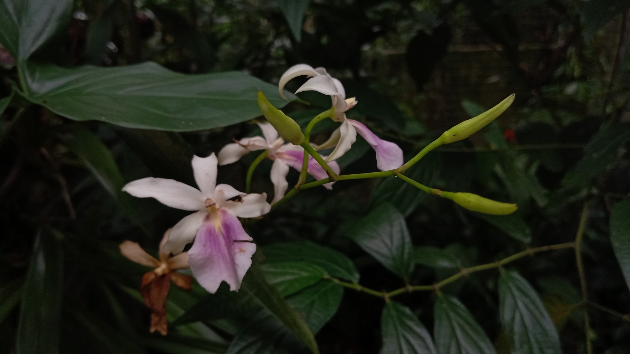 Imagem de Orquídea