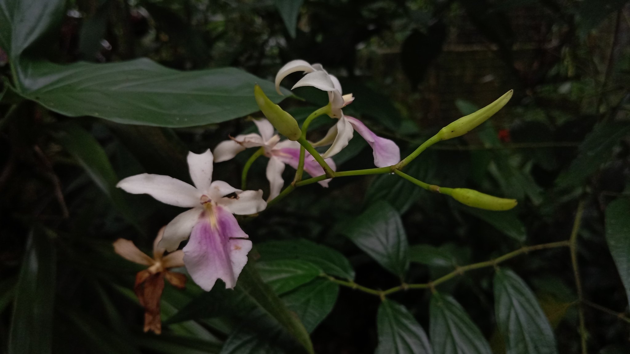 Imagem de Orquídea