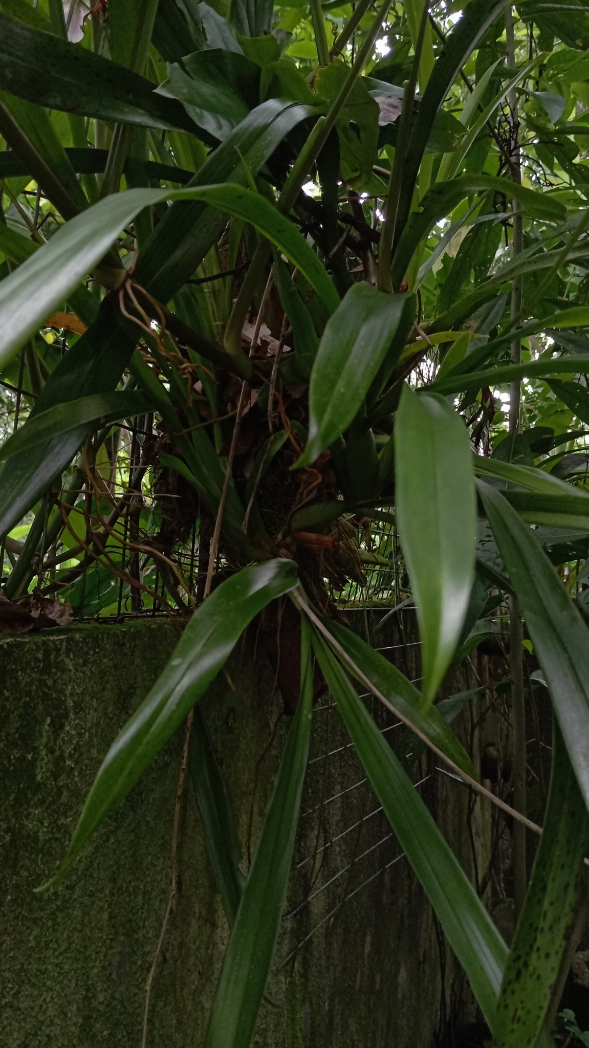 Imagem de Orquídea