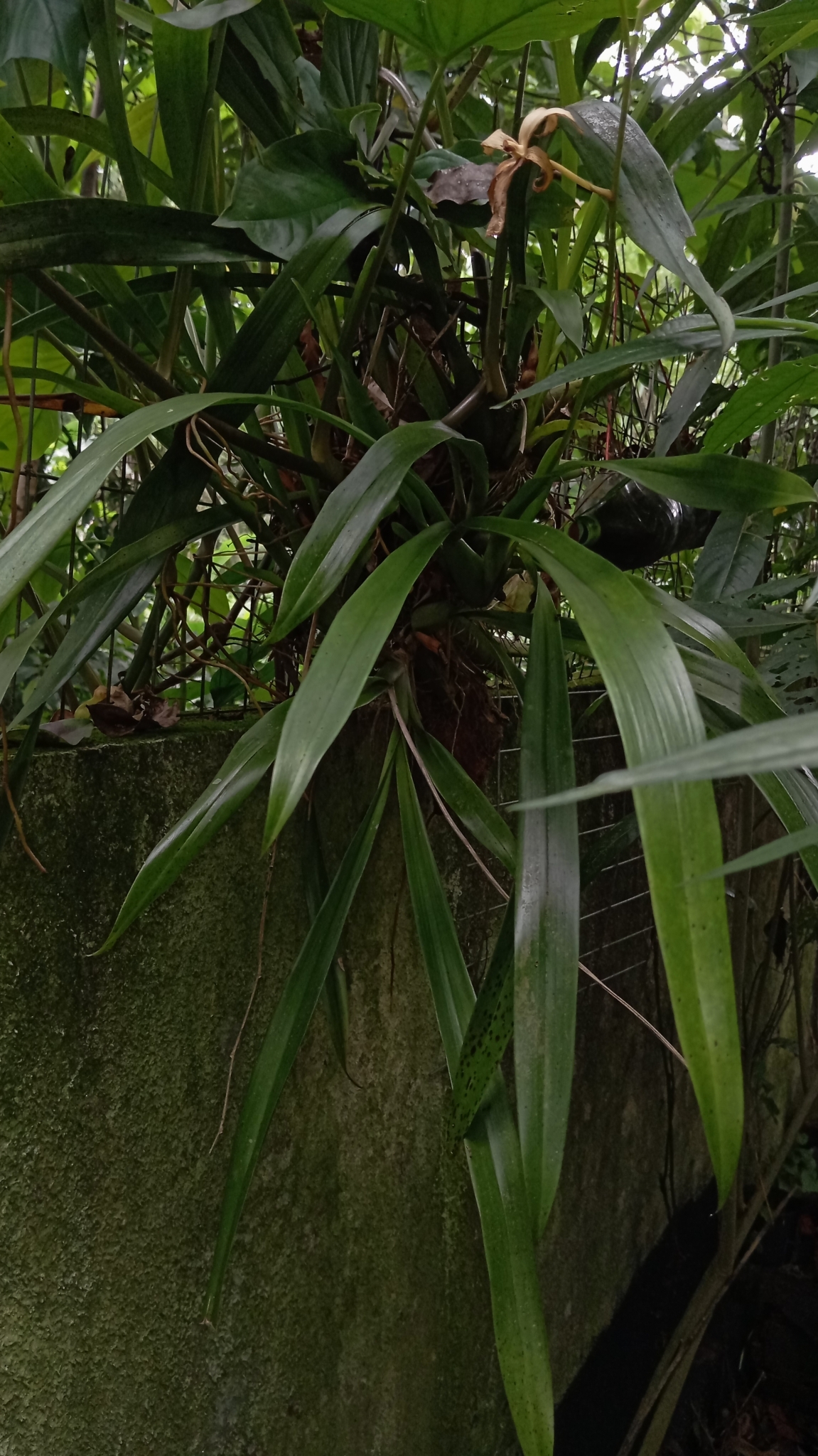 Imagem de Orquídea