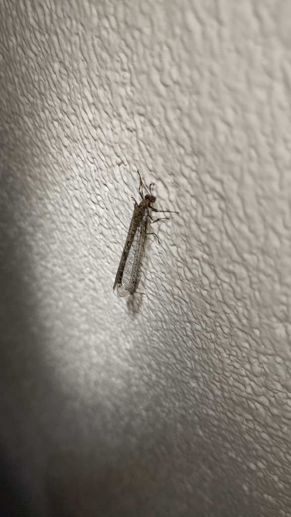 Dimarella effera