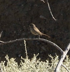 Artemisiospiza belli