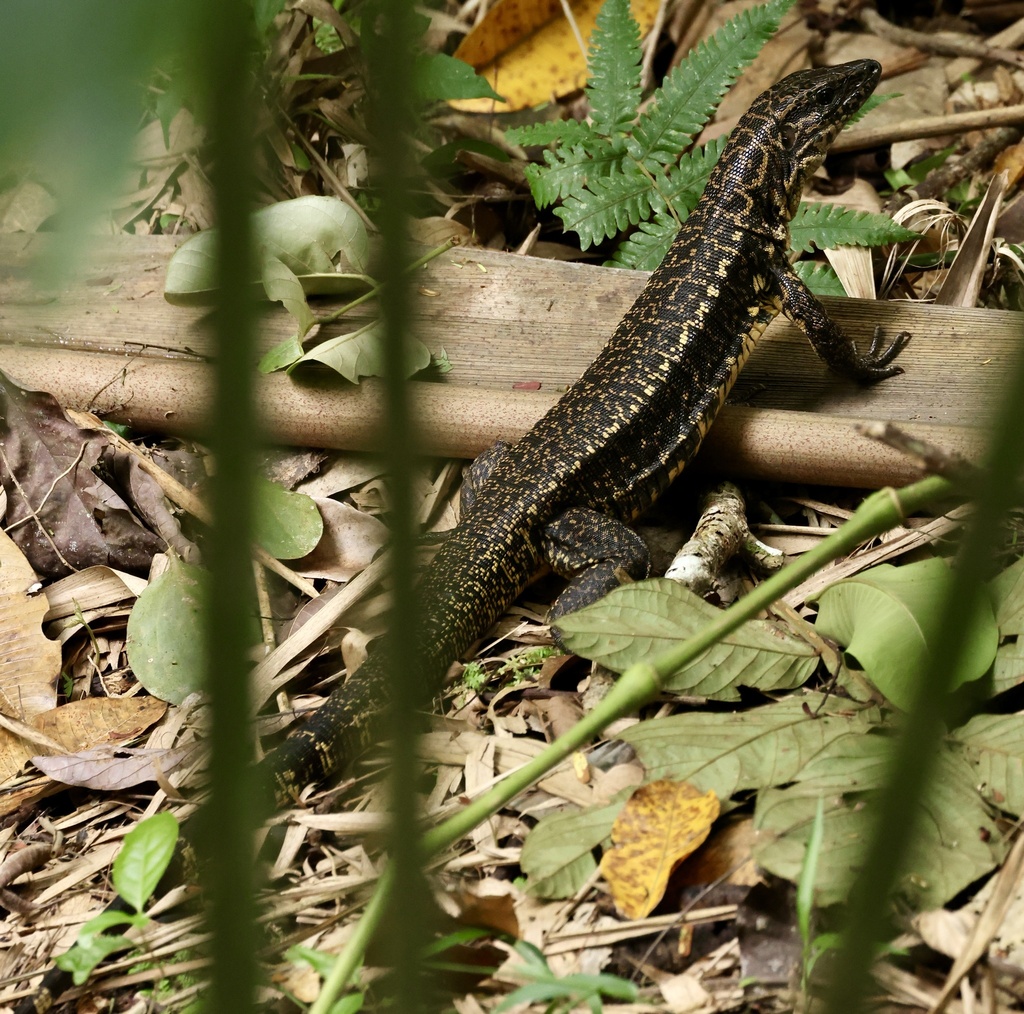 Cusco Tegu from Amacayacu National Natural Park, Leticia, Amazonas, CO ...