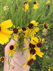 Helenium amarum badium