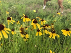 Helenium amarum badium