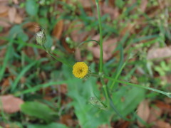 Hypochaeris chillensis
