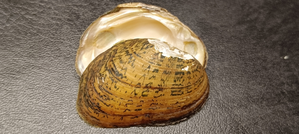 Diaurora