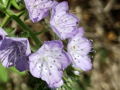 Phacelia hirsuta