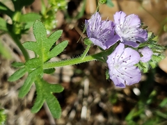 Phacelia hirsuta