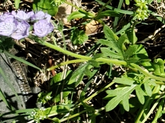 Phacelia hirsuta