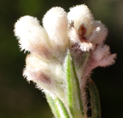 Image of Phylica imberbis by (c) Nicola van Berkel, some rights reserved (CC BY-SA)