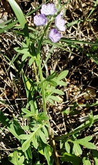 Phacelia hirsuta
