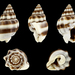 Nassariinae - Photo (c) H. Zell, algunos derechos reservados (CC BY-SA)