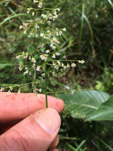 Isachne angustifolia