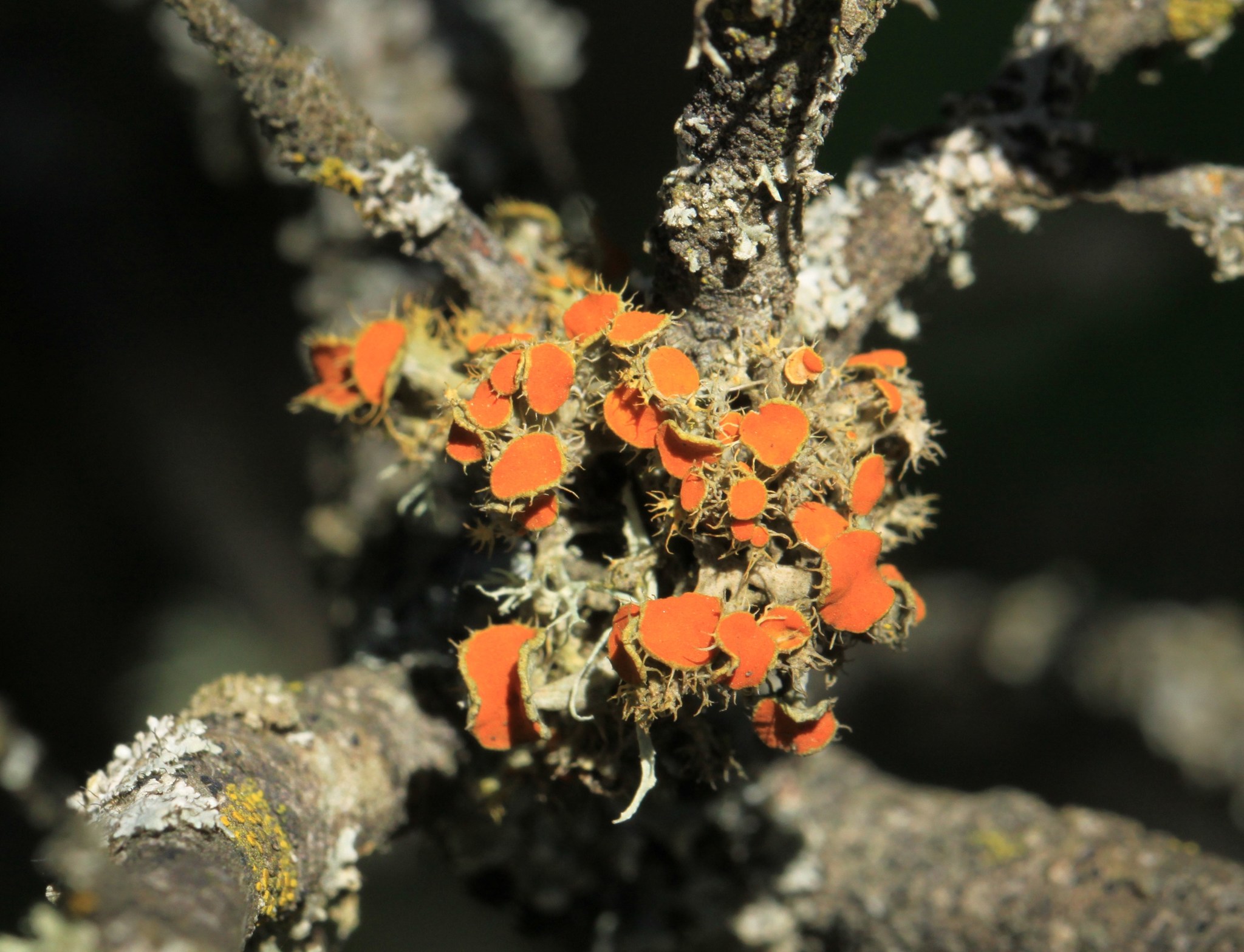 Teloschistes chrysophthalmus image