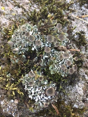 Cladonia pocillum