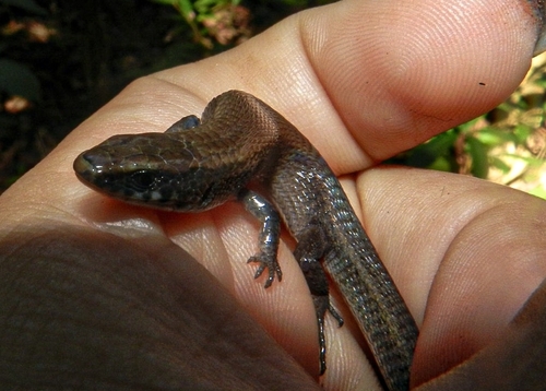 Red-bellied Colobosaur