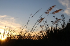 Austroderia splendens