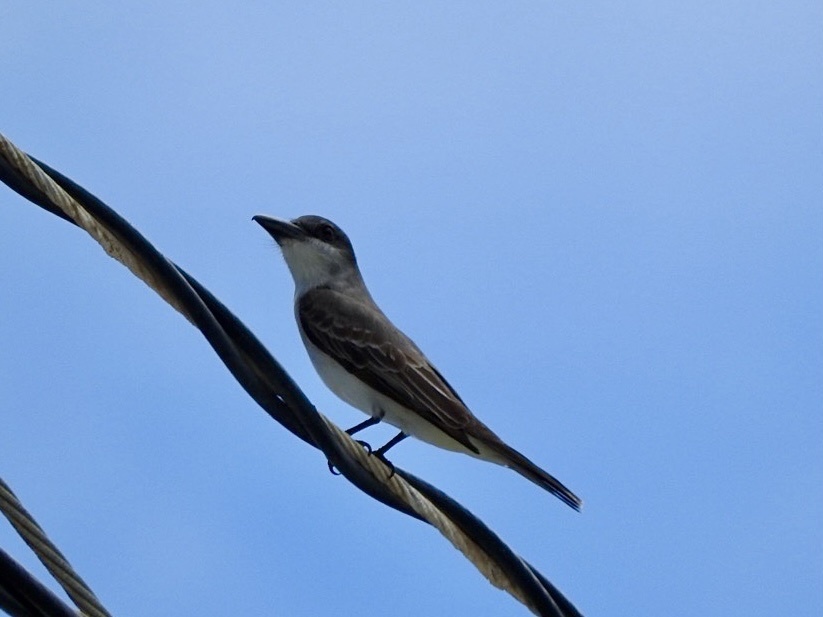 Gray Kingbird from Tobago, Trinidad and Tobago, TT on March 4, 2024 at ...