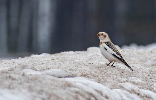 Escribano nival (Plectrophenax nivalis)