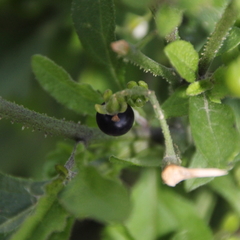 Solanum opacum