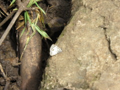 Tuxentius margaritaceus