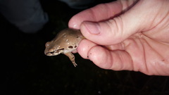 Pseudacris streckeri